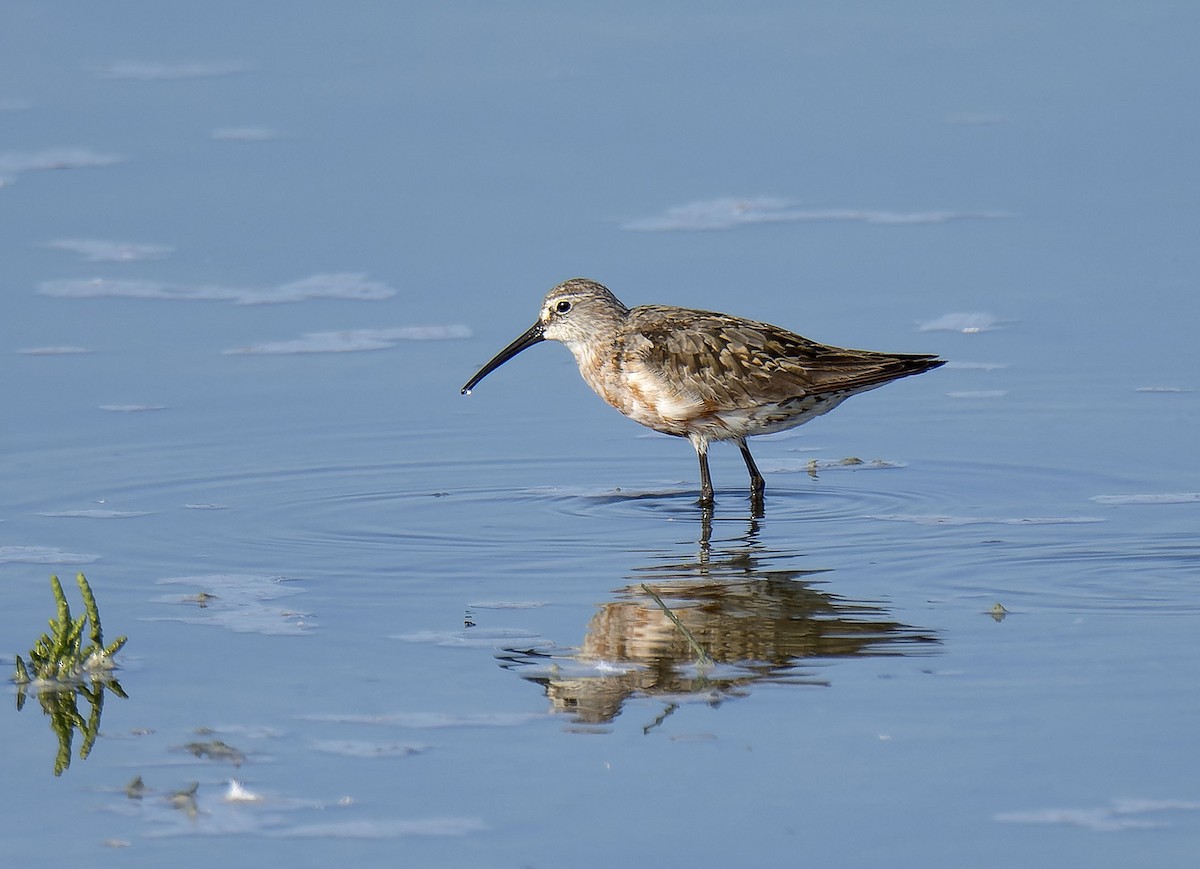 Curlew Sandpiper - Antonio Ceballos Barbancho