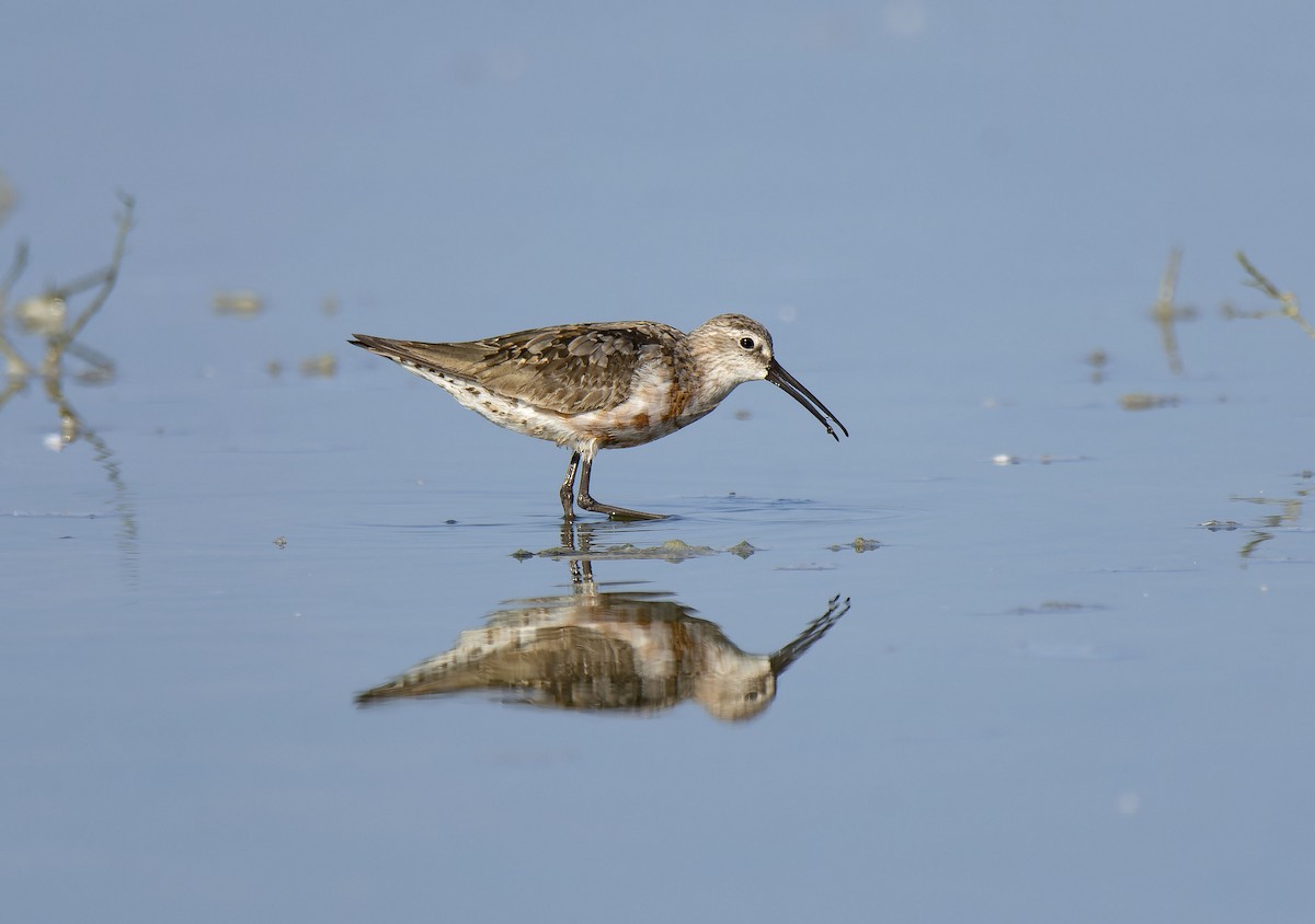 Curlew Sandpiper - Antonio Ceballos Barbancho