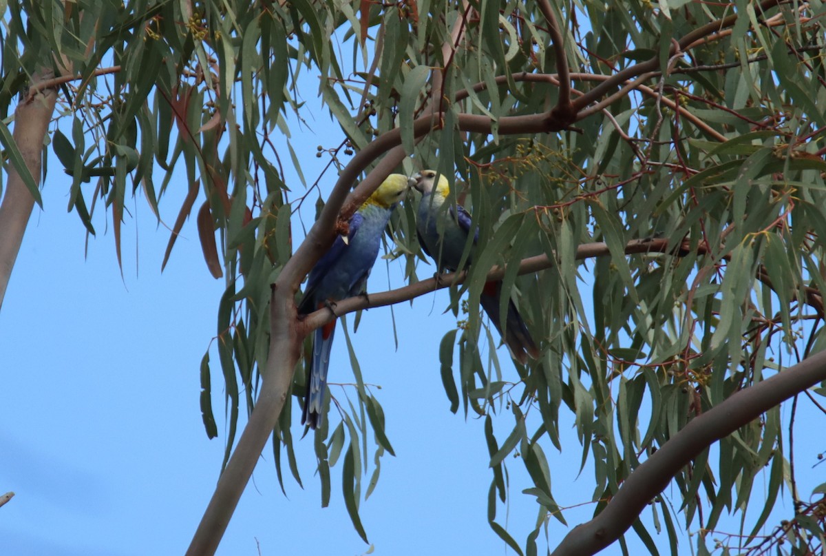 Pale-headed Rosella - Sharon Redman