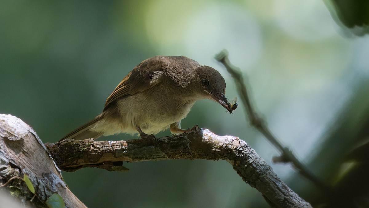 Bulbul à ailes olive (groupe plumosus) - ML622910193