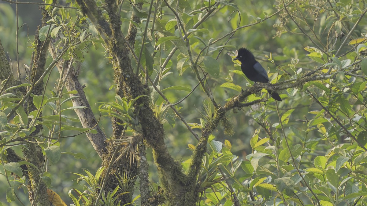 Bushy-crested Jay - ML622910272