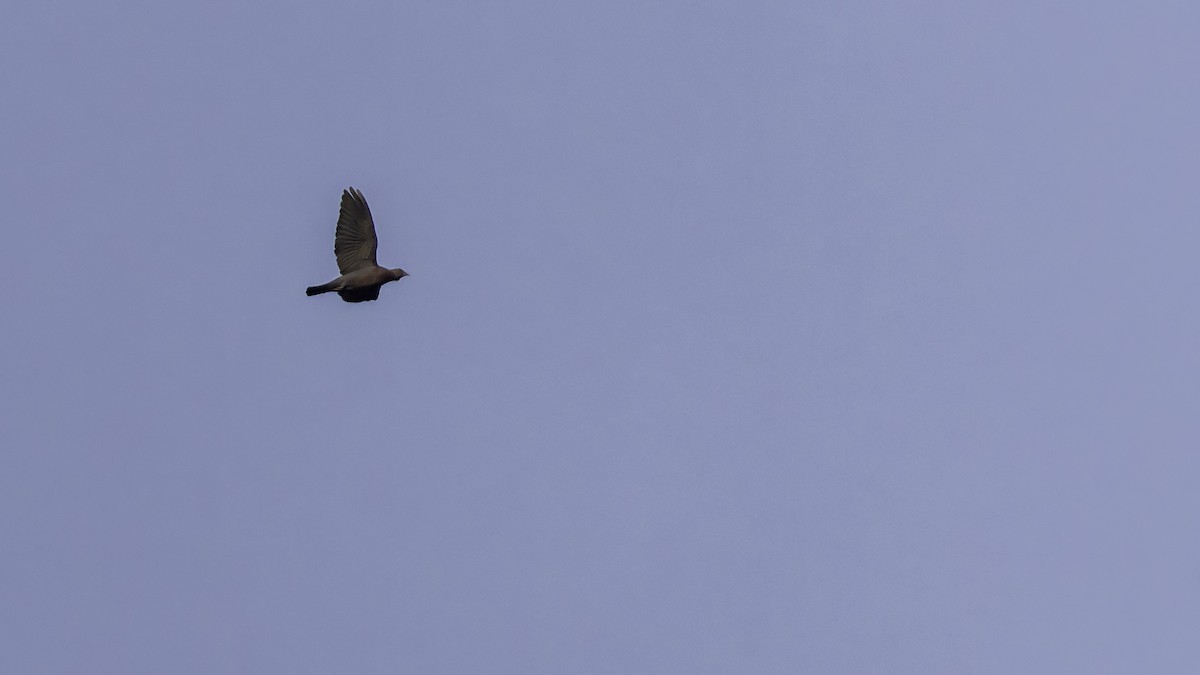 Red-billed Pigeon - ML622910289