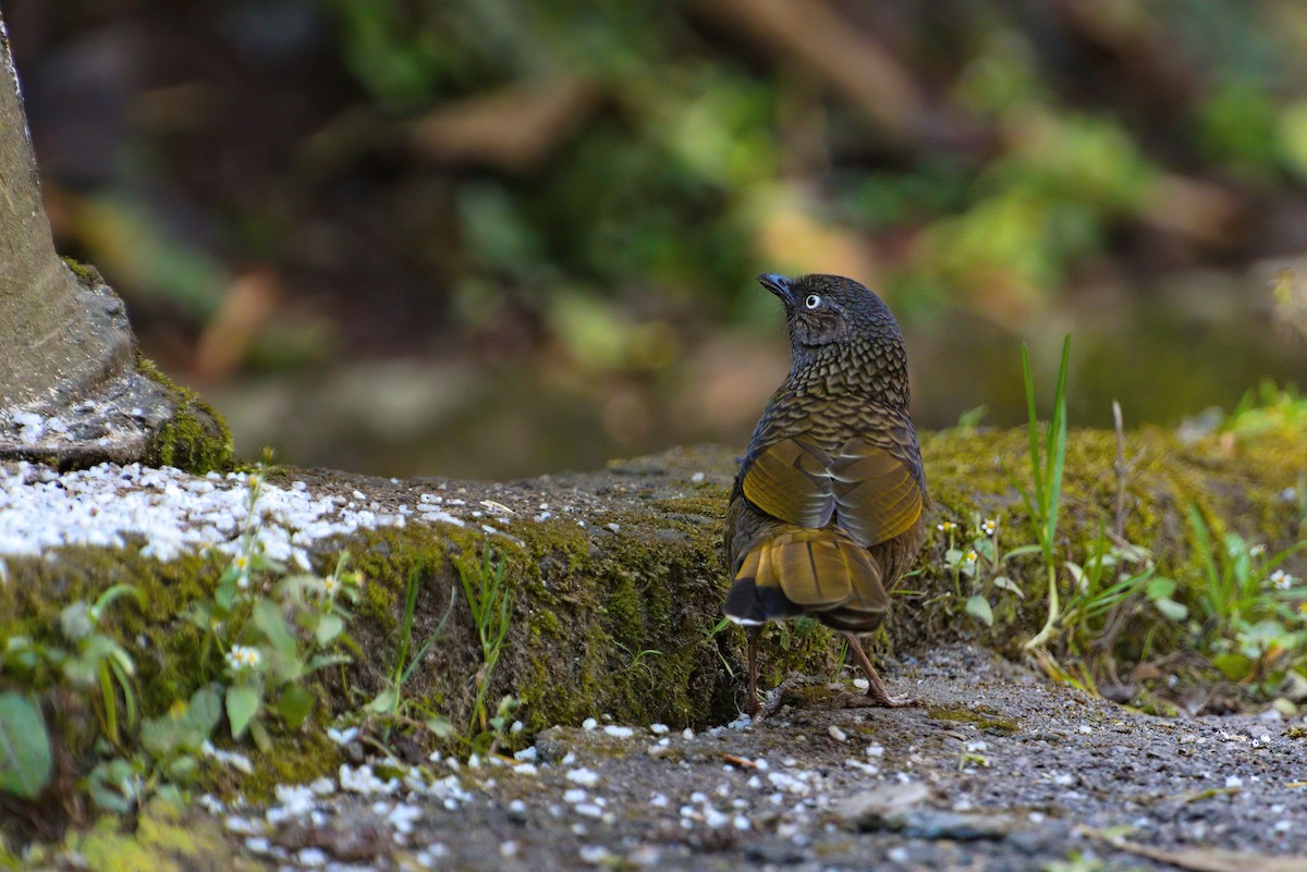 Scaly Laughingthrush - ML622910361