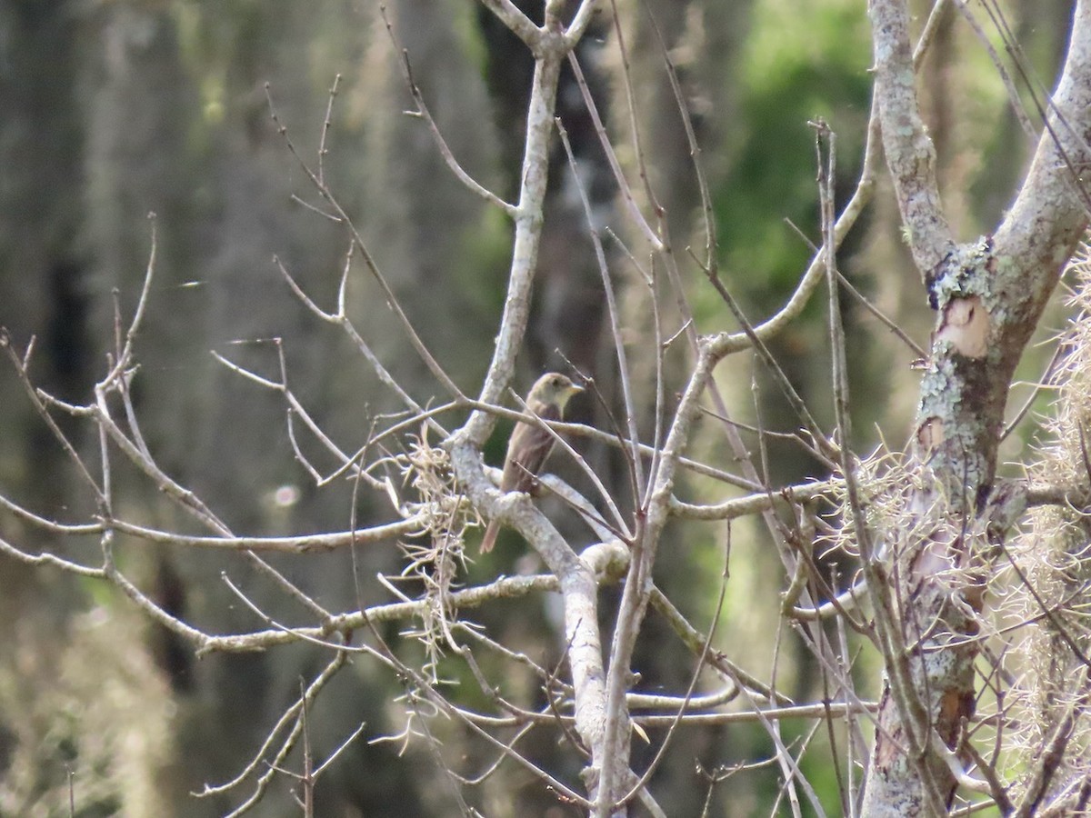 Eastern Wood-Pewee - ML622910398