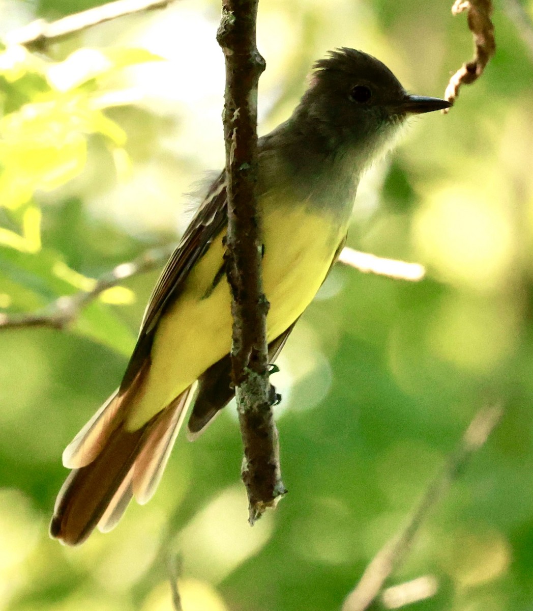 Great Crested Flycatcher - ML622910411