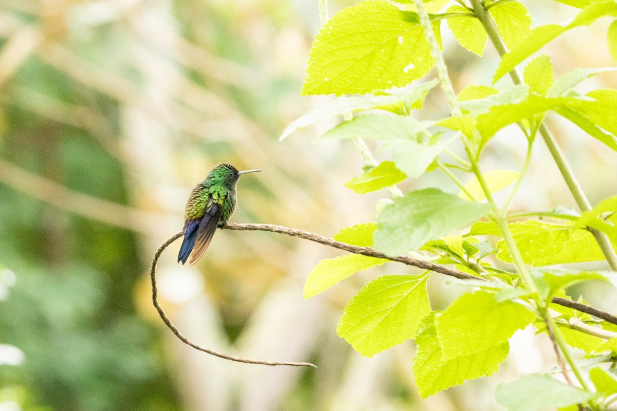 Blue-vented Hummingbird - Ralph Blokker