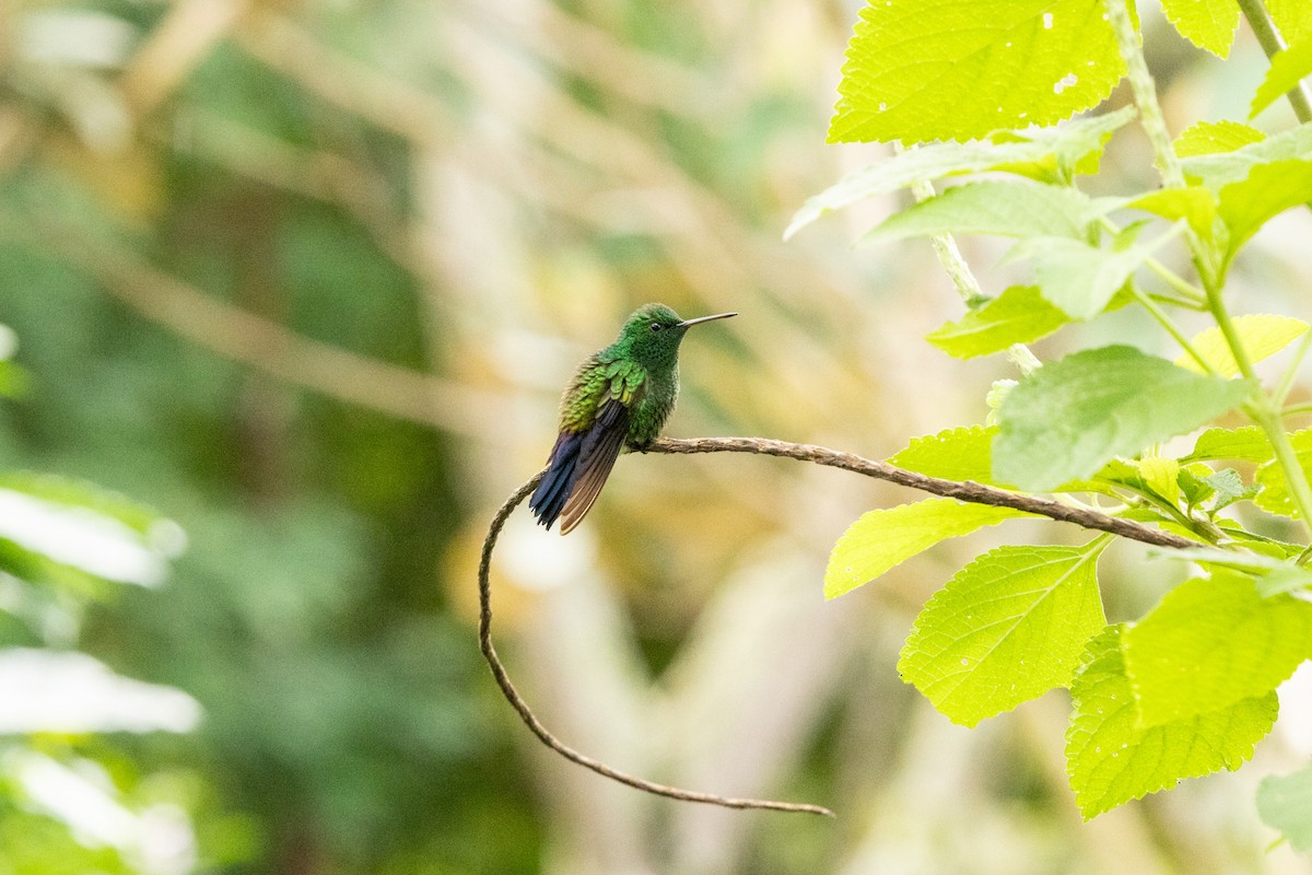 Blue-vented Hummingbird - ML622910453