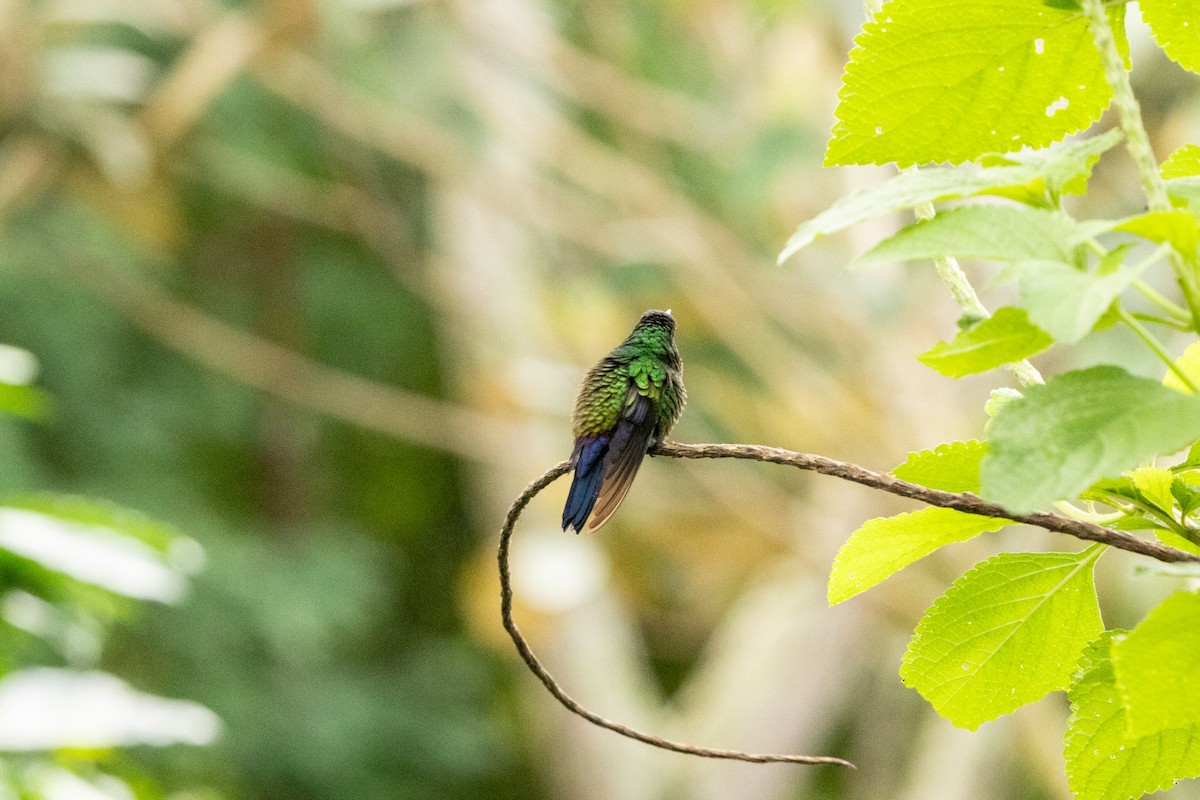 Blue-vented Hummingbird - ML622910454