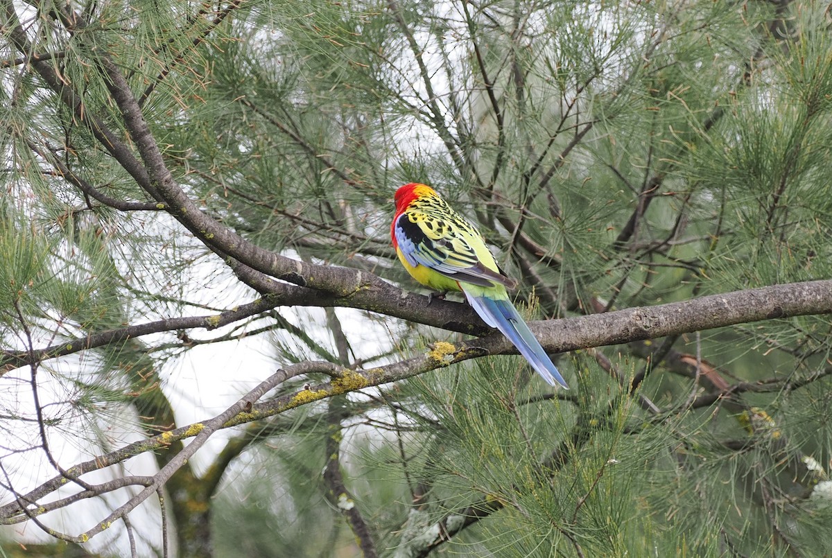 Eastern Rosella - Scott (瑞興) LIN(林)