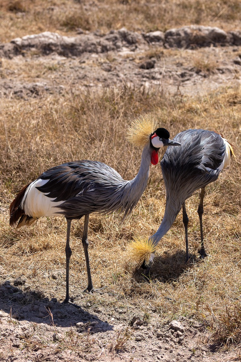 Gray Crowned-Crane - Stéphane Lair