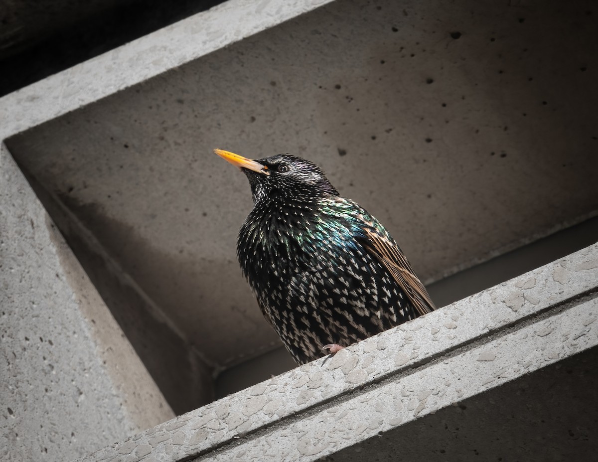 European Starling - Santiago Chávez