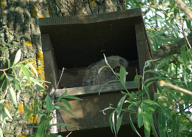 Long-eared Owl - ML622910508