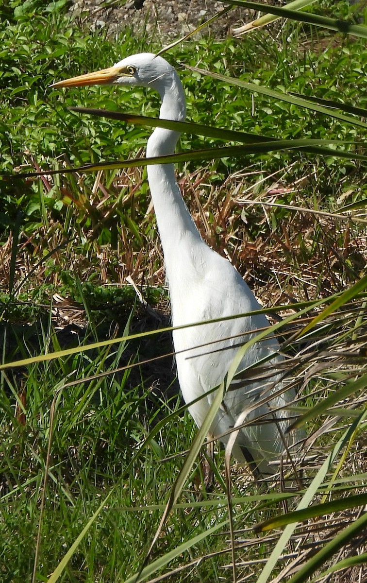 Plumed Egret - ML622910512