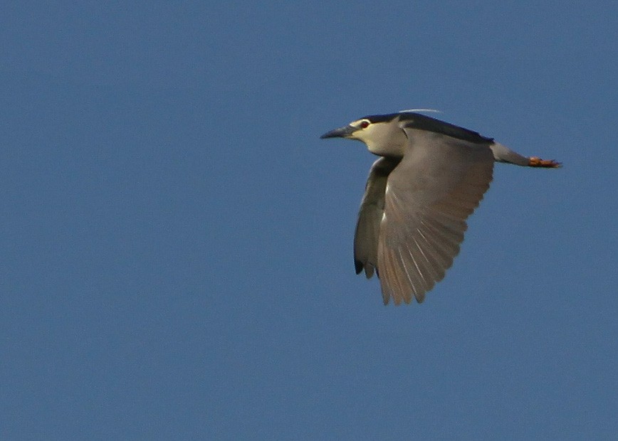 Black-crowned Night Heron - ML622910516