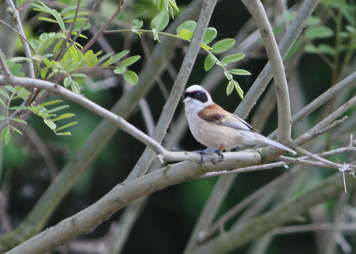 Eurasian Penduline-Tit - ML622910519