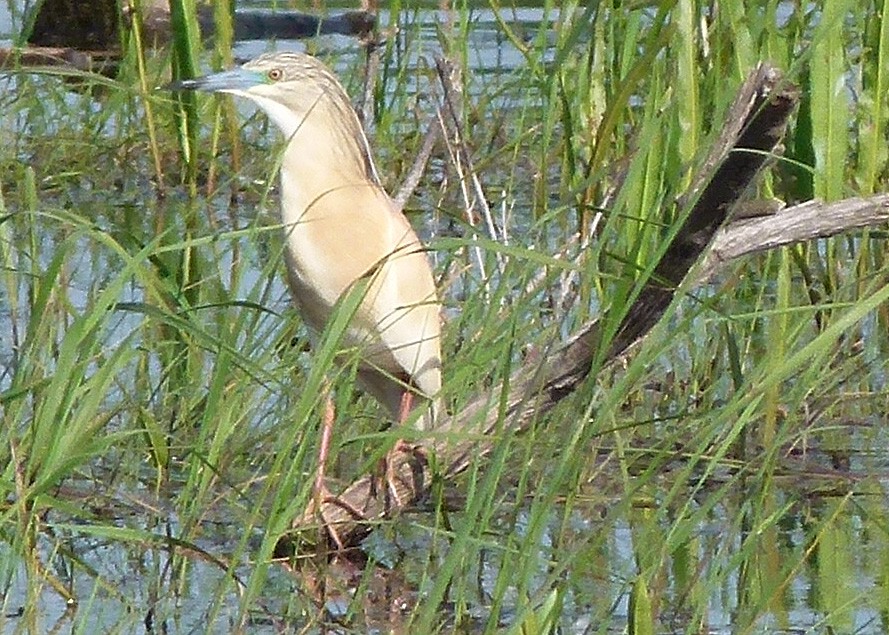 Squacco Heron - ML622910532