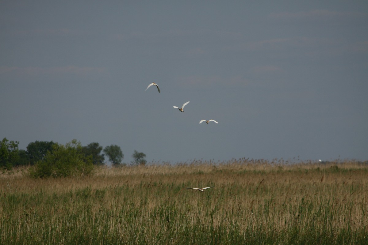 Squacco Heron - ML622910535