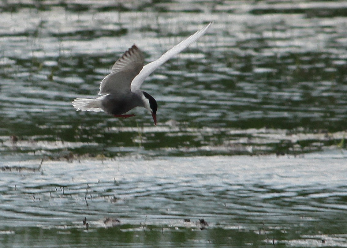 Whiskered Tern - ML622910544