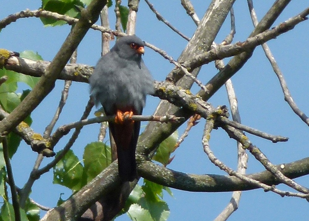 Red-footed Falcon - Simon Warford