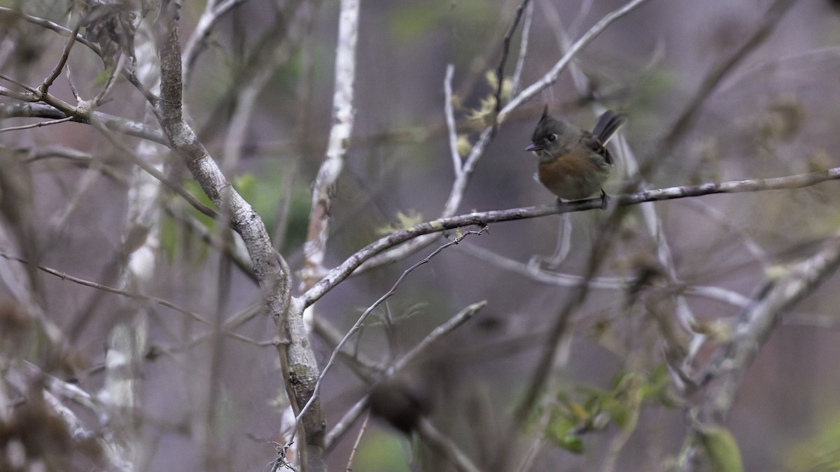 Belted Flycatcher - Robert Tizard