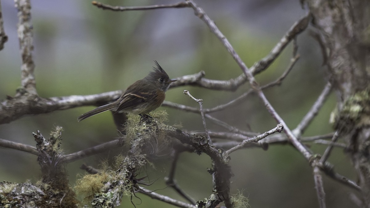 Belted Flycatcher - ML622910582