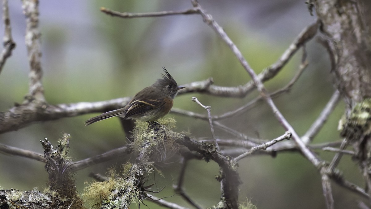 Belted Flycatcher - ML622910583