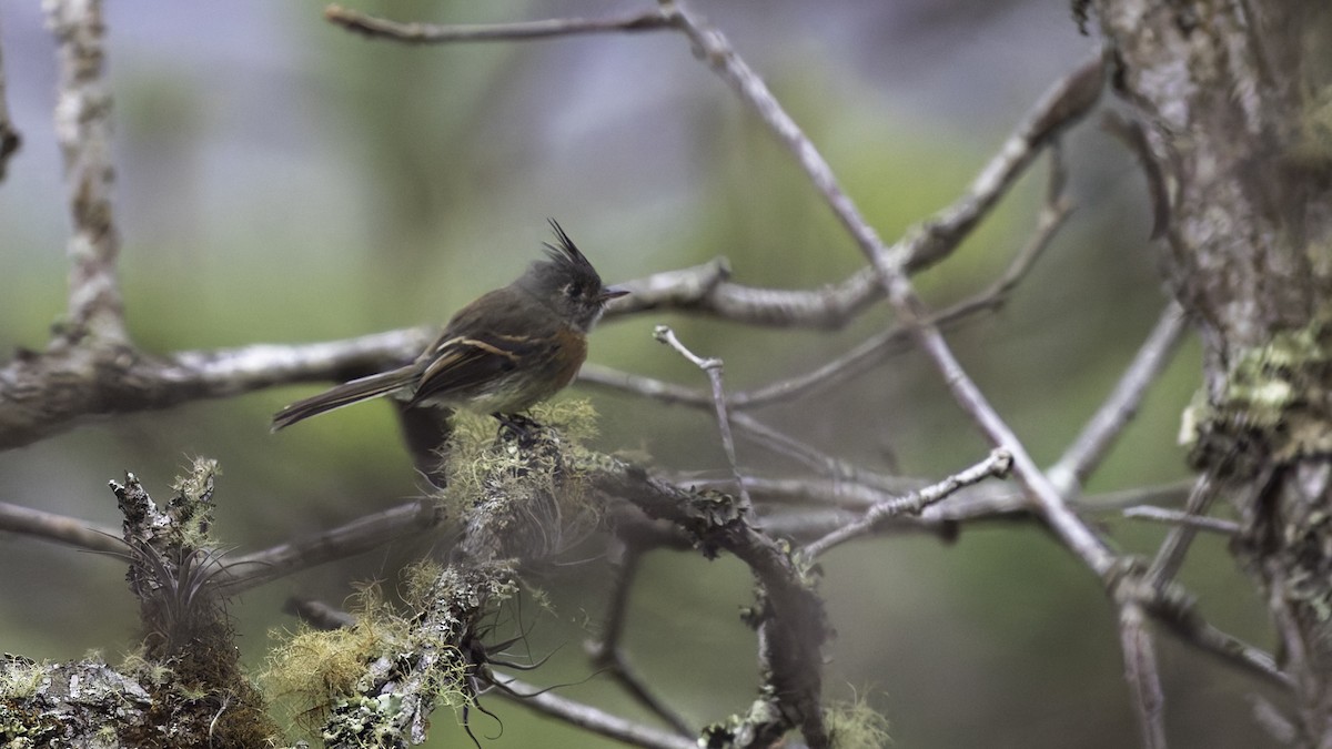 Belted Flycatcher - ML622910584