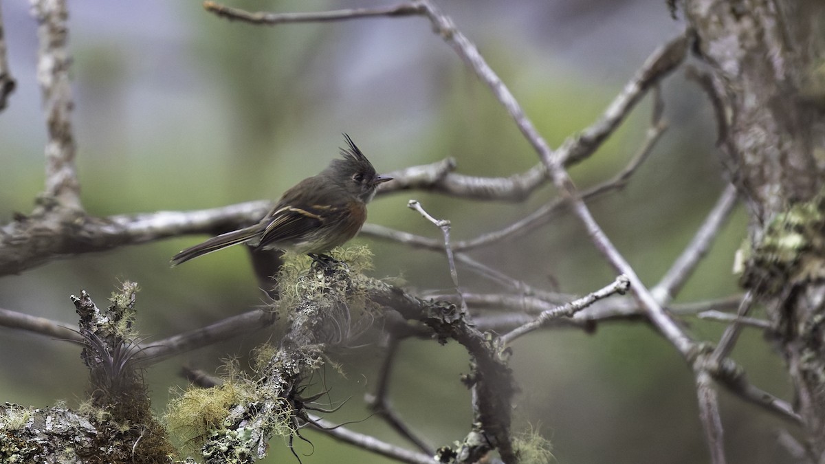 Belted Flycatcher - ML622910585