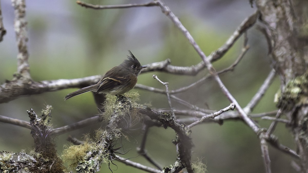 Belted Flycatcher - Robert Tizard