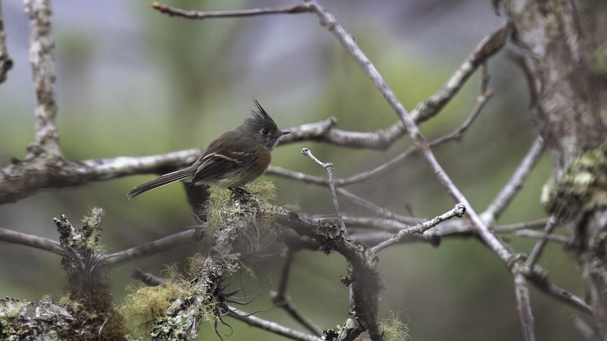 Belted Flycatcher - ML622910587