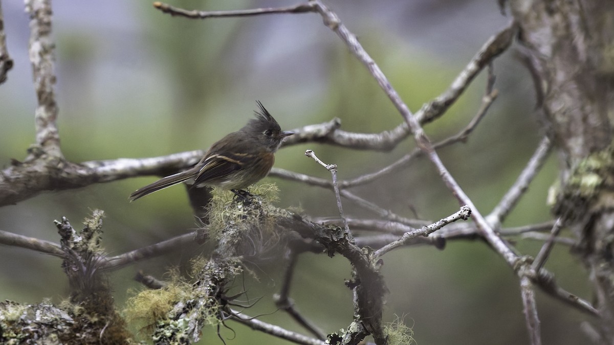 Belted Flycatcher - ML622910588