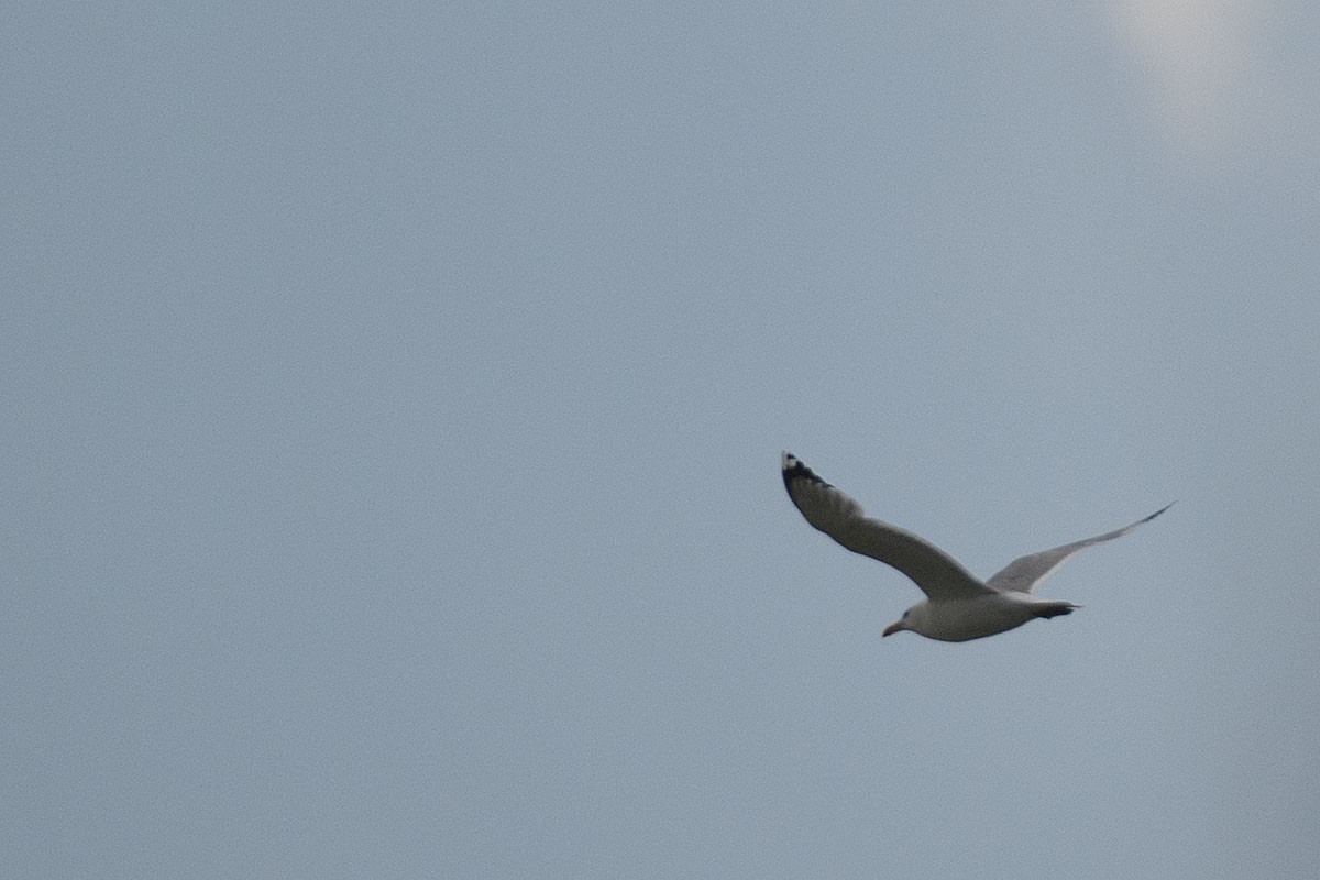 Caspian Gull - ML622910619