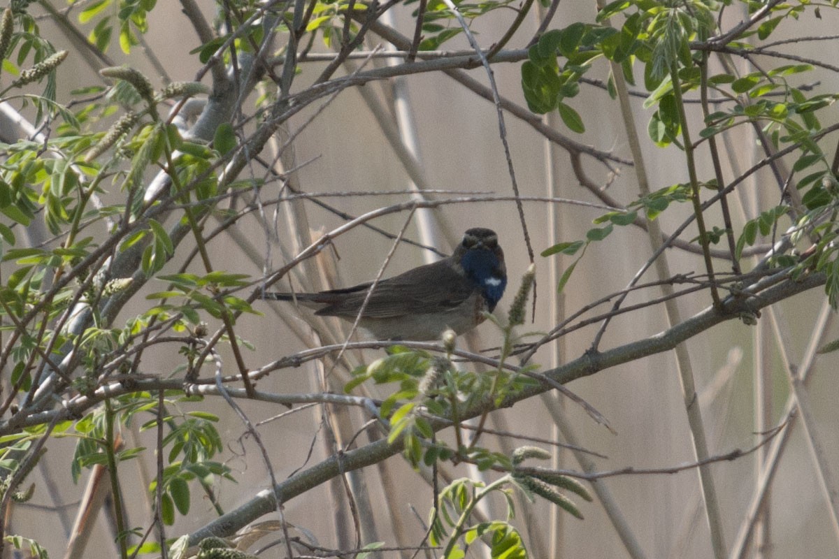 Bluethroat - ML622910620