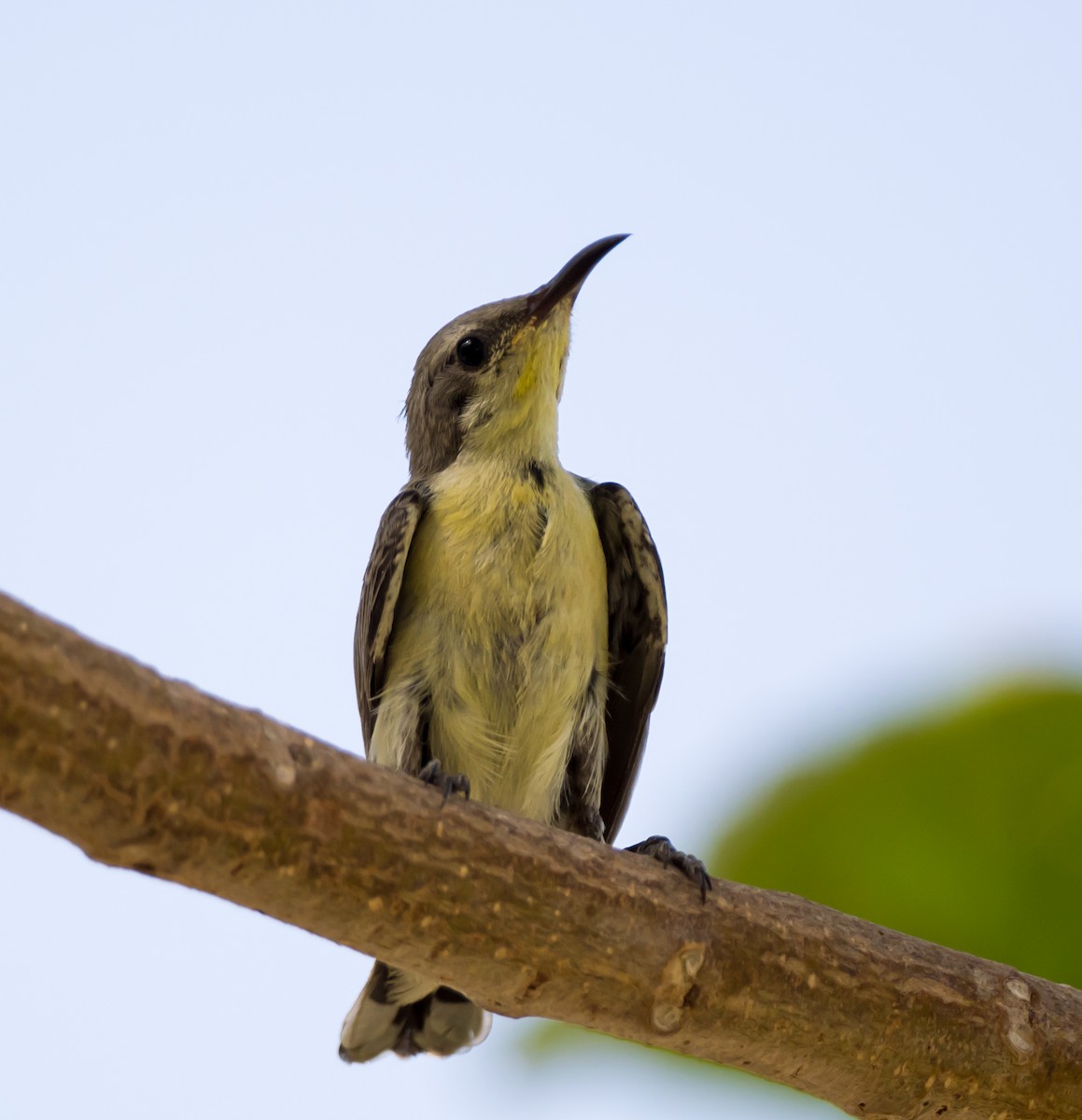 Purple Sunbird - chandana roy