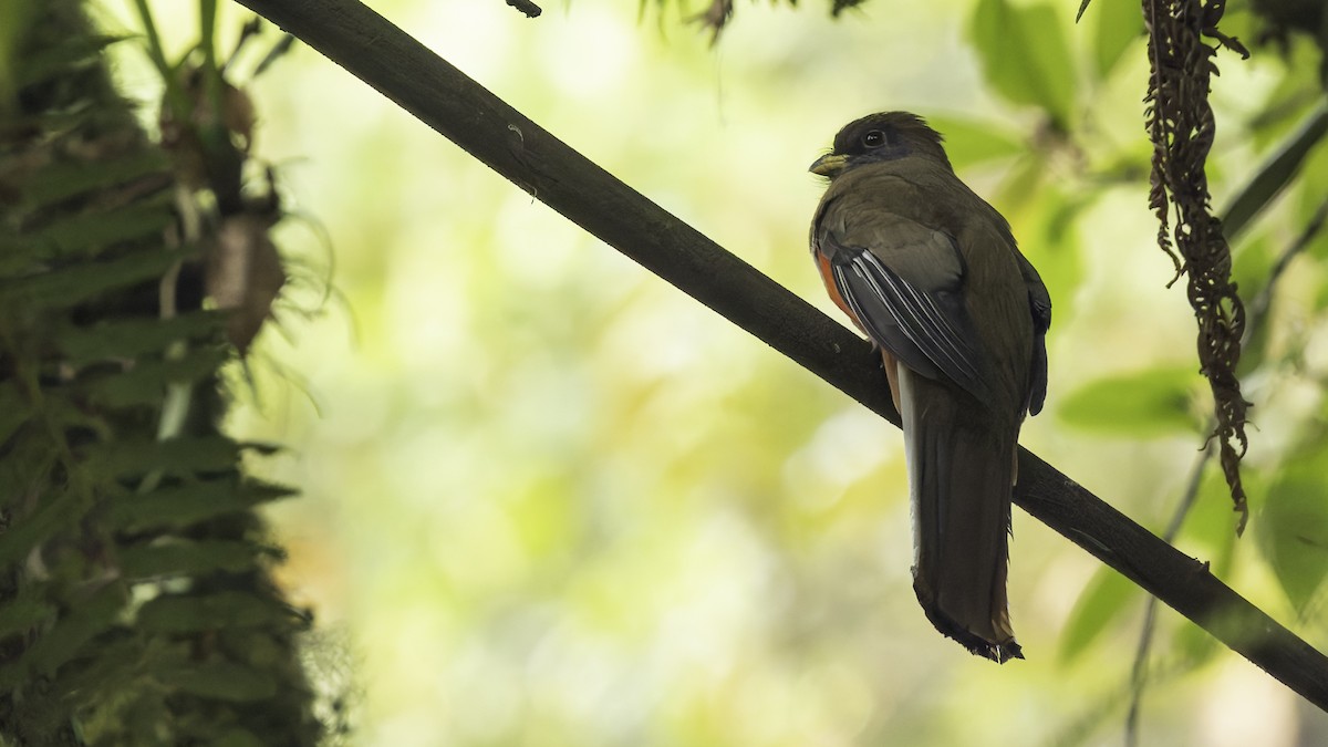 Collared Trogon - Robert Tizard