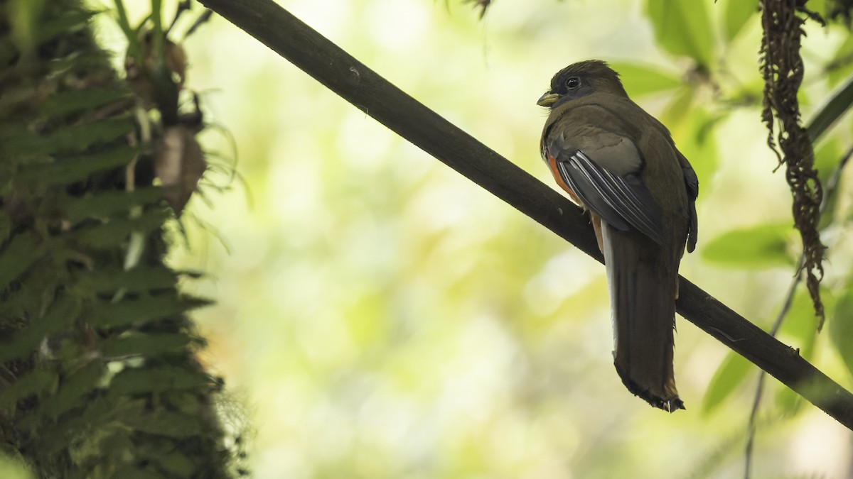 Collared Trogon - ML622910641