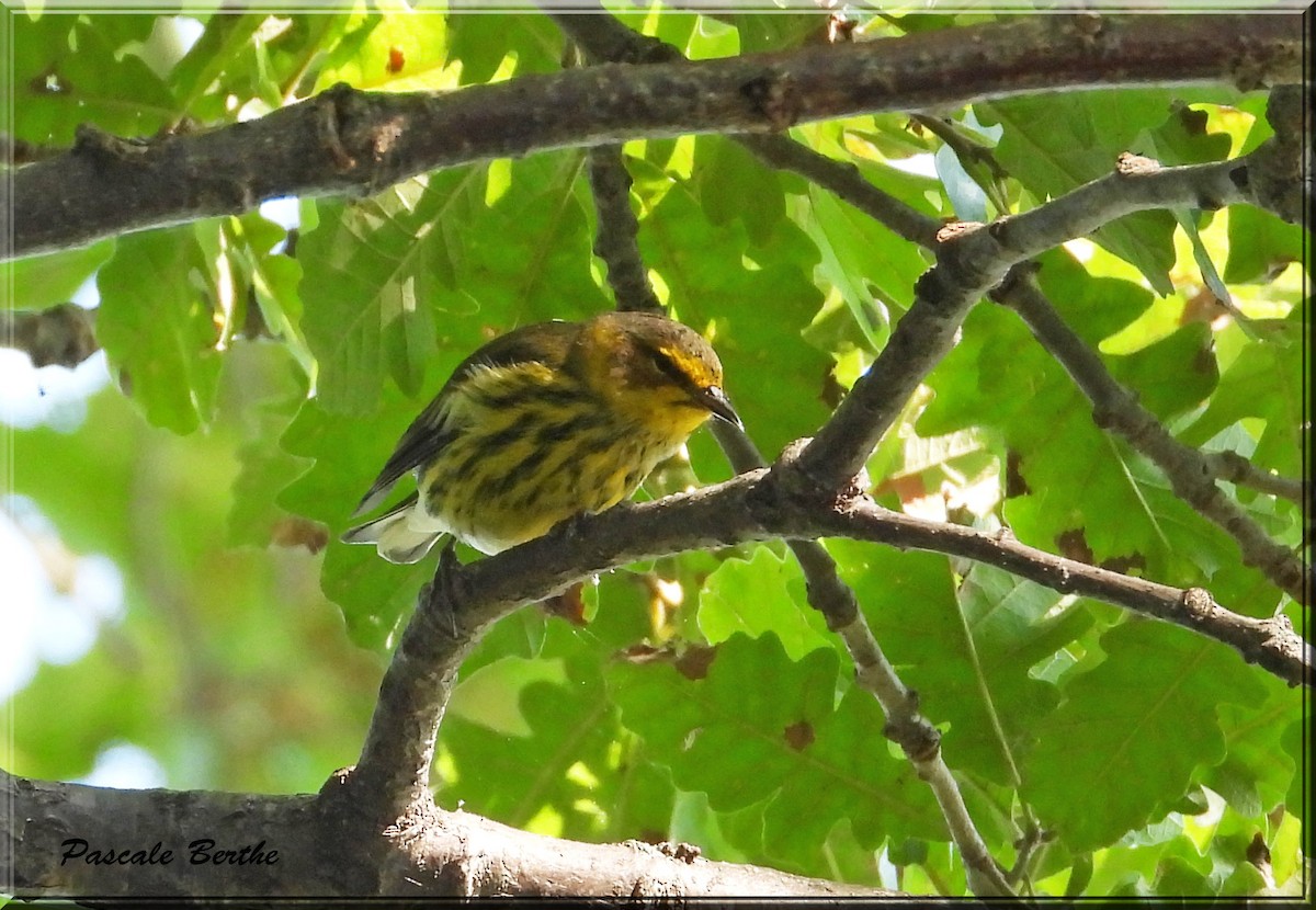 Cape May Warbler - ML622910656