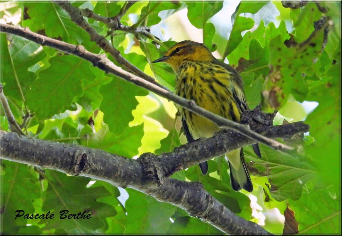 Cape May Warbler - ML622910657