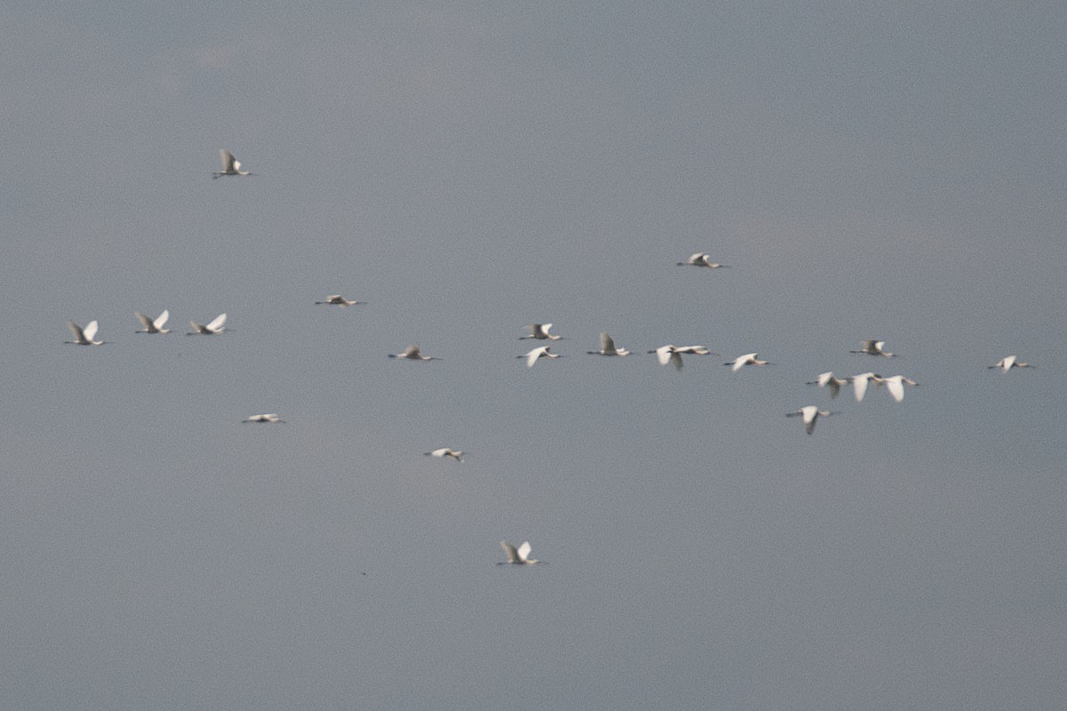 Eurasian Spoonbill - Simon Warford