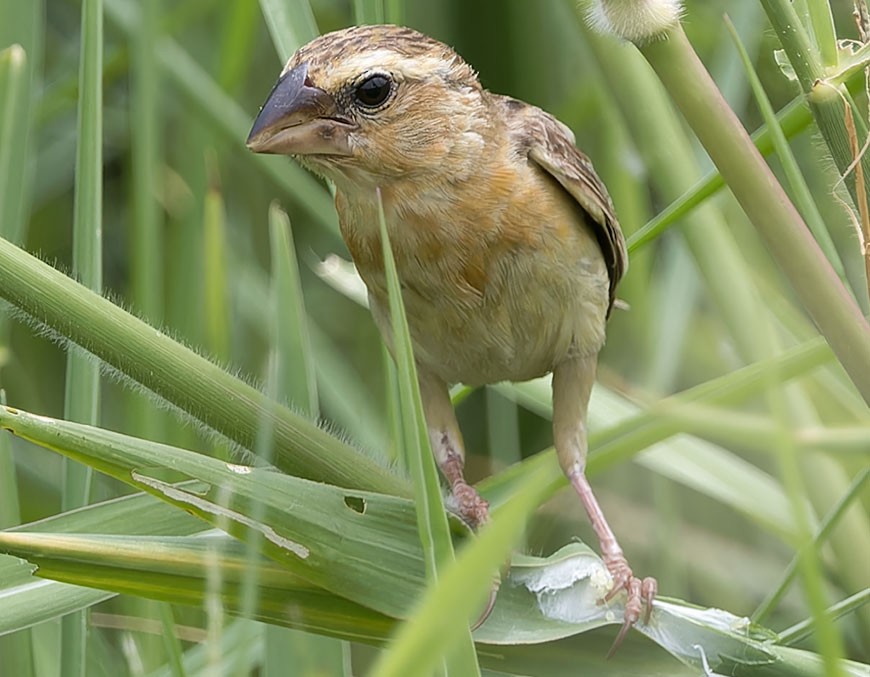 Asian Golden Weaver - ML622910756