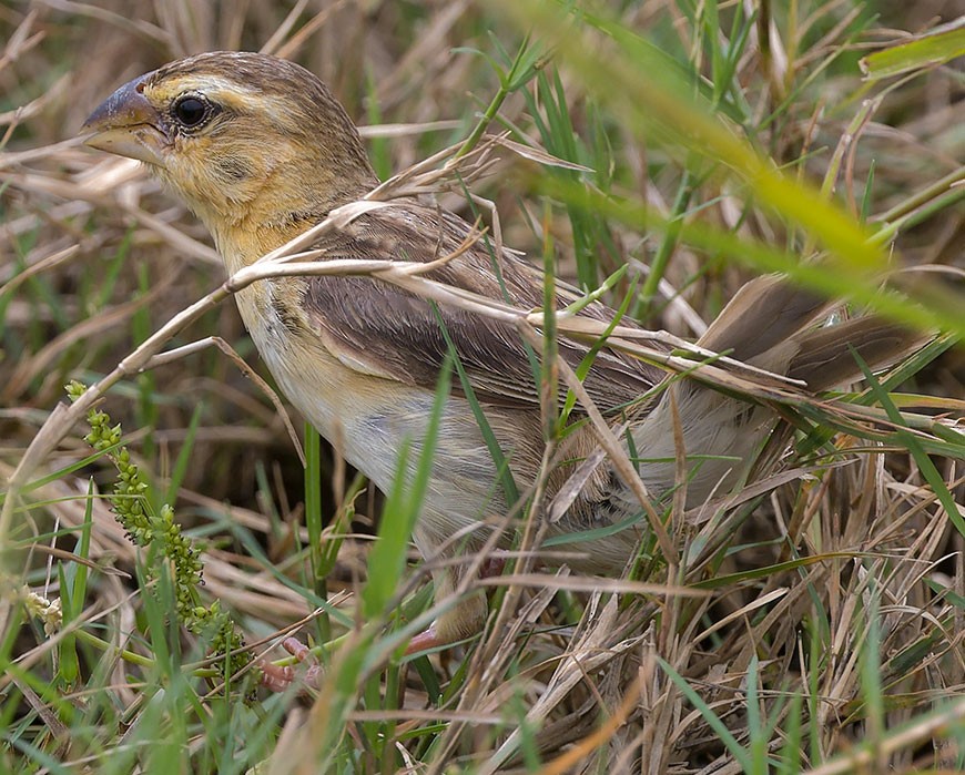 Asian Golden Weaver - ML622910757