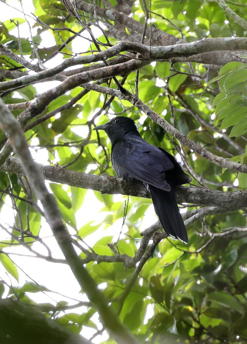 White-crowned Cuckoo - ML622910824