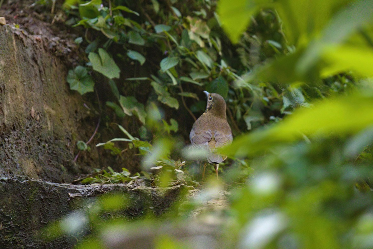 Alpine Thrush - ML622910881