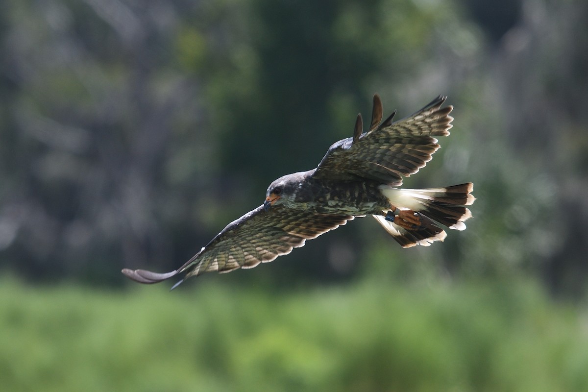 Snail Kite - Shane Carroll