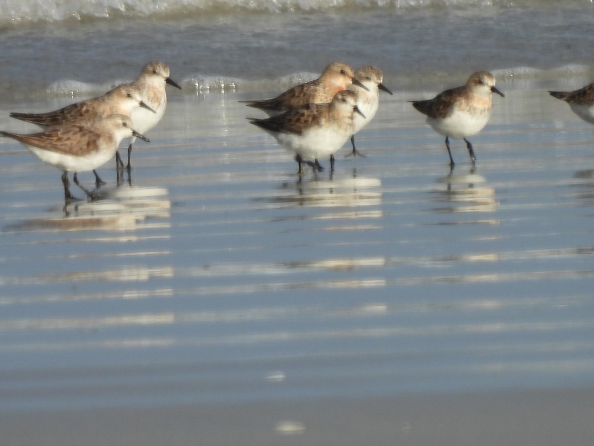 Red-necked Stint - Kerry Scales