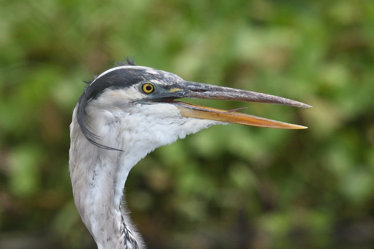 Great Blue Heron - Shane Carroll