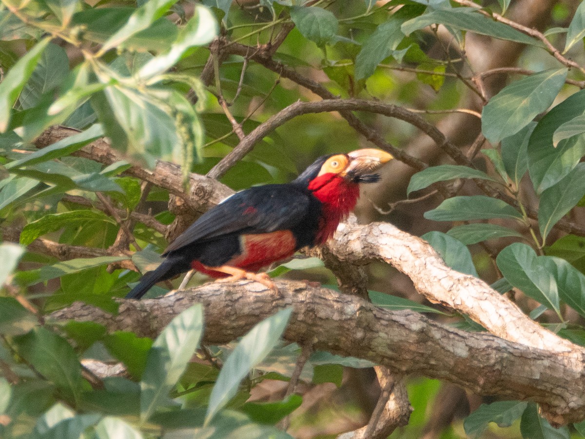 Bearded Barbet - Gavin Ailes