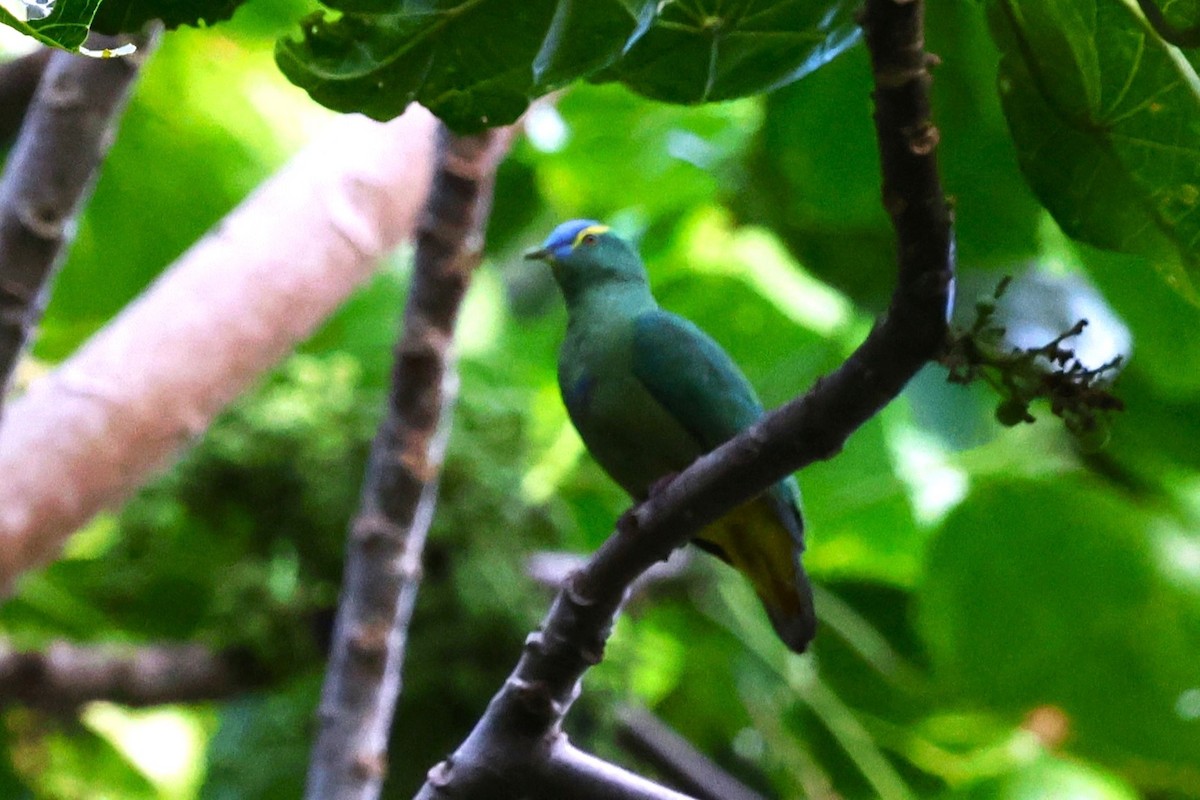 Blue-capped Fruit-Dove - ML622910906