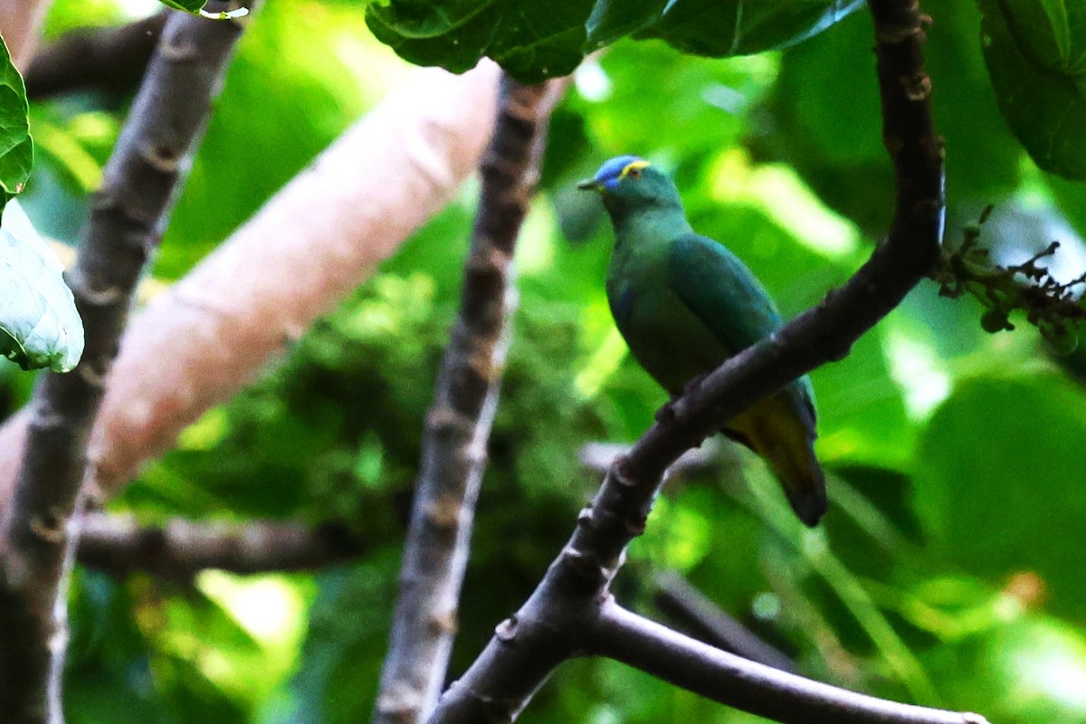 Blue-capped Fruit-Dove - ML622910907