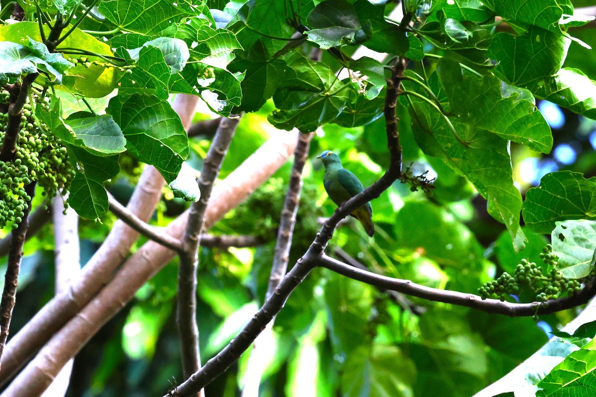 Blue-capped Fruit-Dove - ML622910908